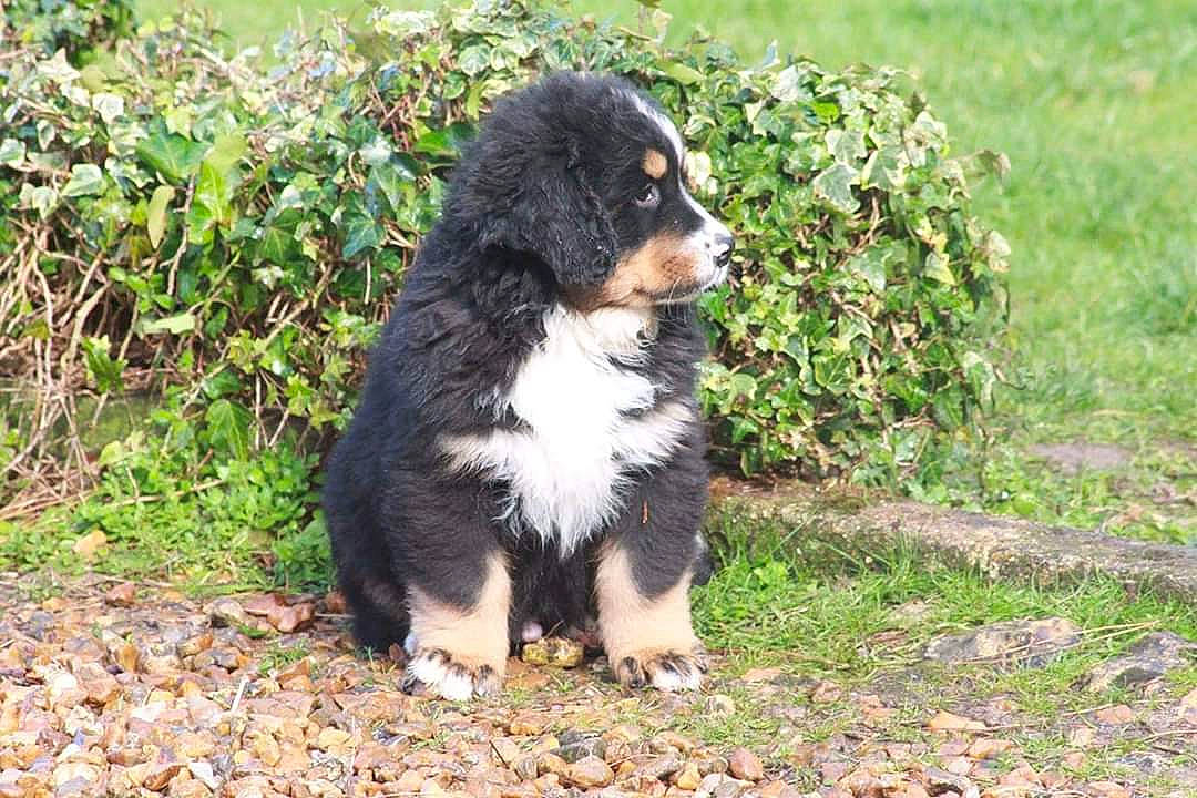 Pacha a rejoint le concours — aidez-le/la à gagner de superbes lots ! ball, bernese_mountain_dog, canidae, carnivore, companion_dog, dog, dog_breed, fur, grass, groundcover, hunting_dog, king_charles_spaniel, plant, puppy, snout, sporting_group, terrestrial_animal, toy_dog, working_animal, working_dog