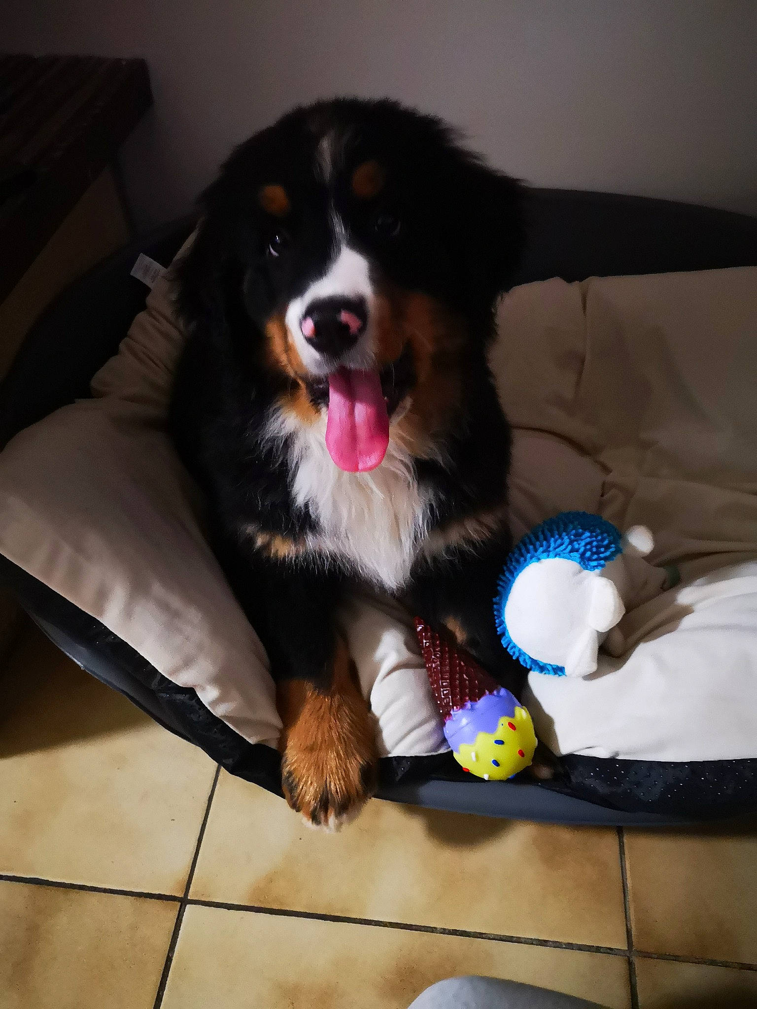 Pacha participe au concours pour gagner de l'argent avec cette photo : bernese_mountain_dog, canidae, carnivore, companion_dog, dog, dog_breed, greater_swiss_mountain_dog, mammal, snout, sporting_group, vertebrate, working_dog