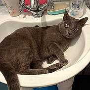 Nephtys a rejoint le concours — aidez-le/la à gagner de superbes lots ! cat, gray_cat, sink, bathroom, faucet, soap_dispenser, cup, mirror, tile, floor_mat, curious, domestic_cat, pet, indoor, relaxed, yellow_eyes, fur, paw, tail, plumbing