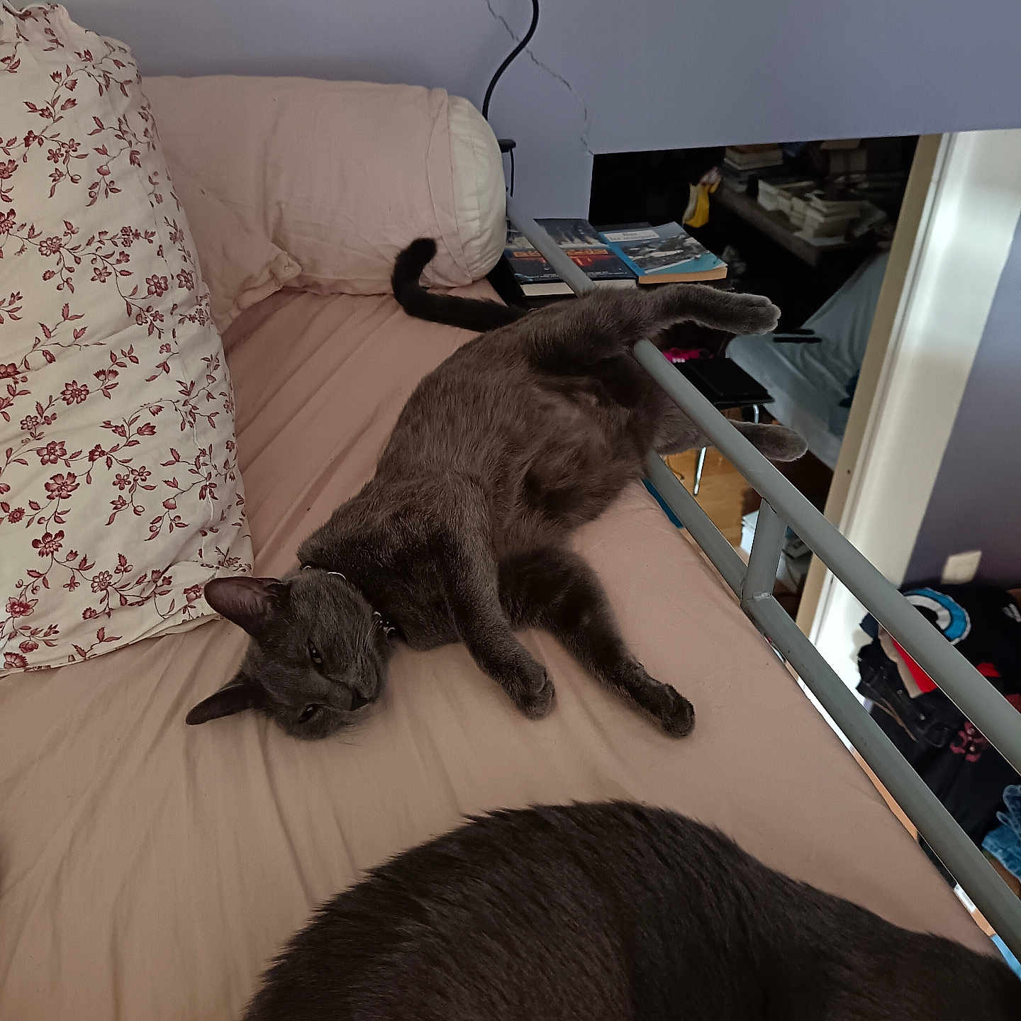 Nephtys participe au concours pour gagner de l'argent avec cette photo : animal, bed, blanket, books, cat, clothing, domestic, doorway, floor, furniture, gray_cat, household, indoor, pet, pillow, relaxing, resting, room, sleeping, wall