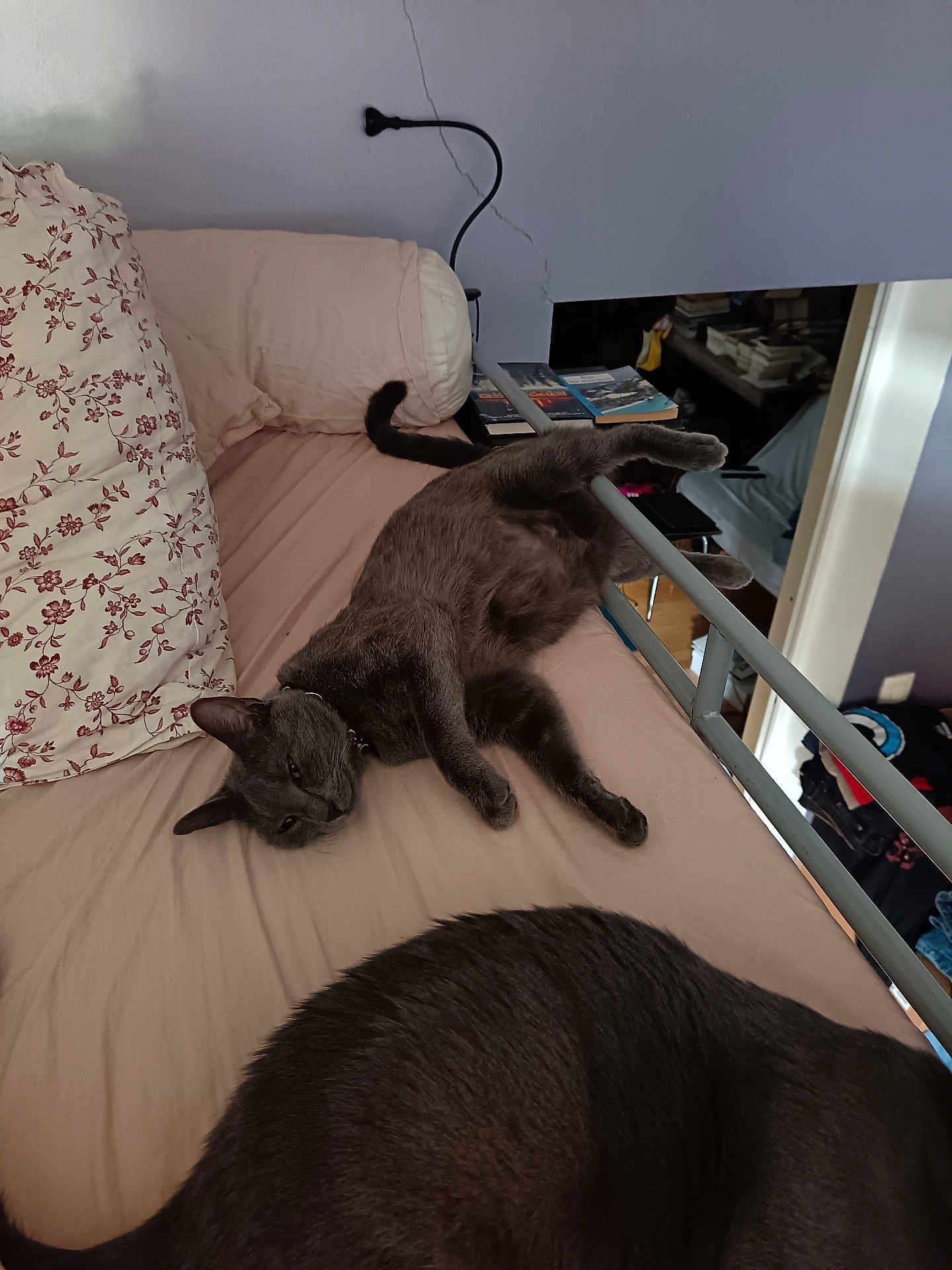 Nephtys participe au concours pour gagner de l'argent avec cette photo : cat, bed, pillow, indoor, gray_cat, furniture, relaxing, sleeping, pet, animal, household, blanket, room, books, clothing, floor, doorway, wall, resting, domestic