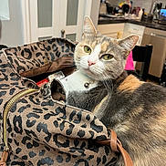 Senna is registered to the contest to win money with this photo: cat, calico, domestic_cat, feline, pet, bag, handbag, leopard_print, purse, collar_with_bell, green_eyes, whiskers, fur, indoor, kitchen, countertop, table, close_up, sitting, accessory