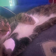 Tiger is registered to the contest to win money with this photo: cat, sleeping, furry, pet, animal, whiskers, blue_light, pink_light, close_up, indoor, relaxed, lying_down, soft_focus, blurry, night, phone, screen, cozy, portrait, home