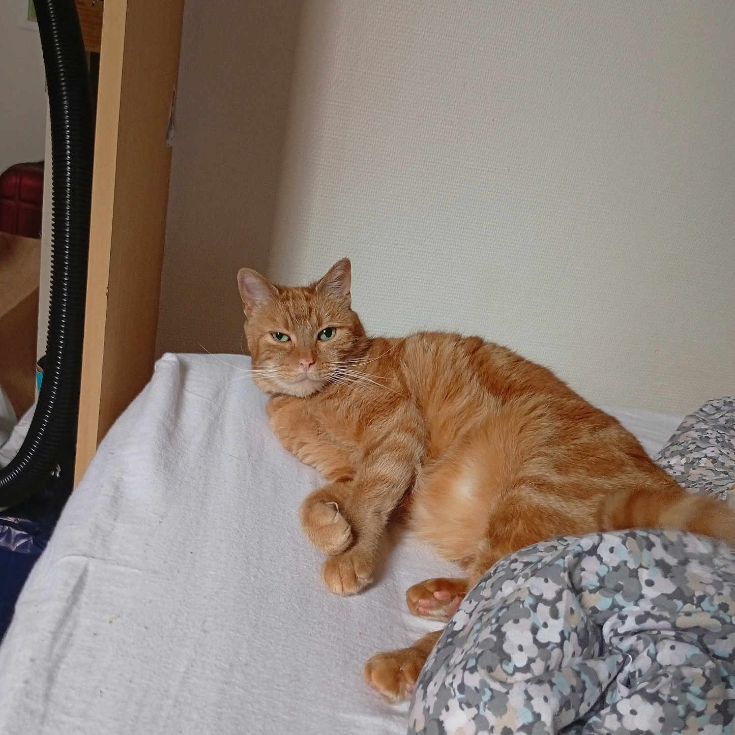 Oscar participe au concours pour gagner de l'argent avec cette photo : animal, bed, blanket, cat, cozy, curious, cute, domestic, feline, floral_pattern, fur, household, indoor, looking, lying_down, orange_tabby, pet, relaxed, resting, whiskers