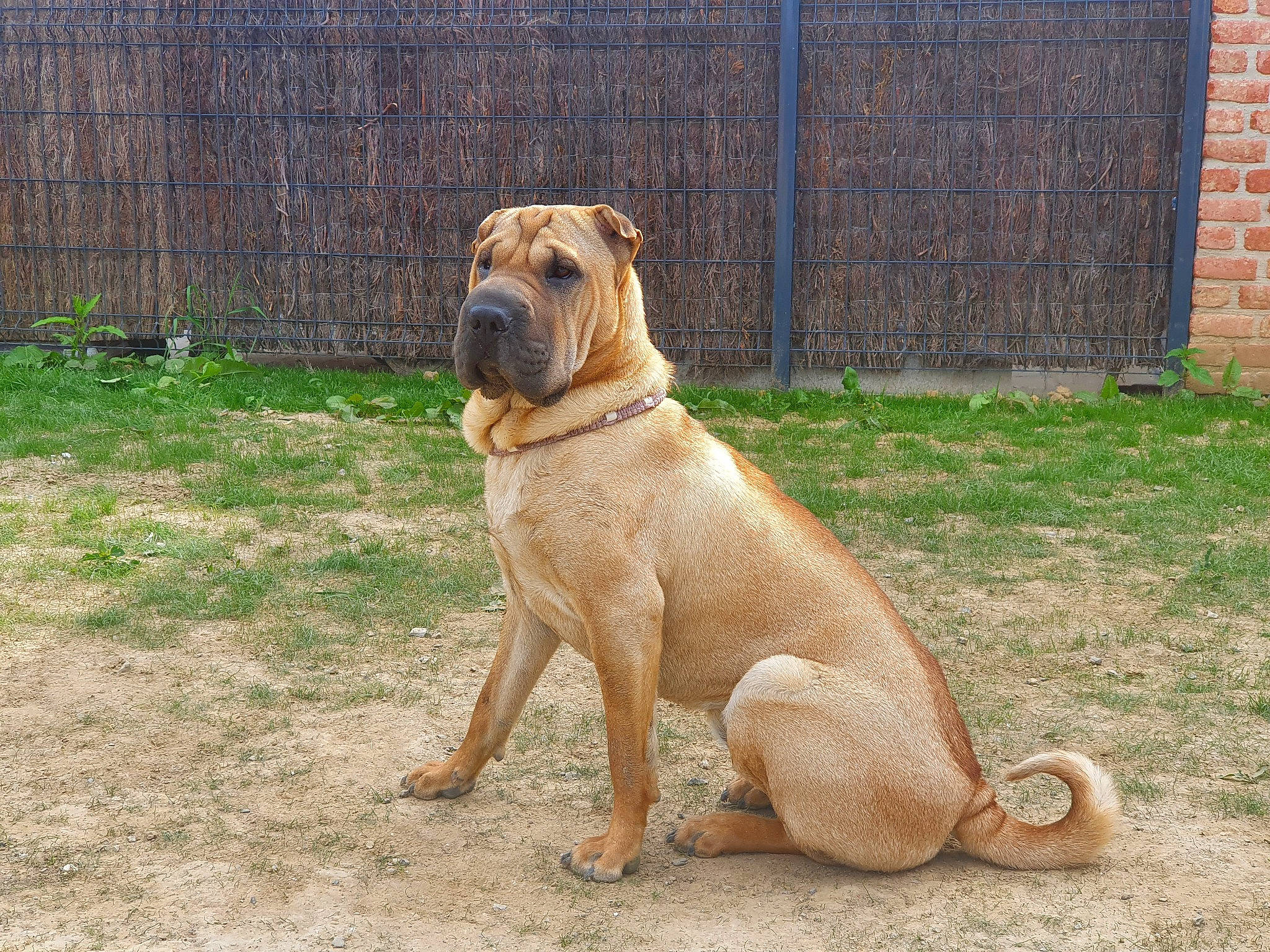 Shelby participe au concours pour gagner de l'argent avec cette photo : brick, brickwork, canidae, carnivore, collar, companion_dog, dog, dog_breed, dog_collar, door, fawn, fence, grass, guard_dog, molosser, ori_pei, paw, shar_pei, tail, wrinkle