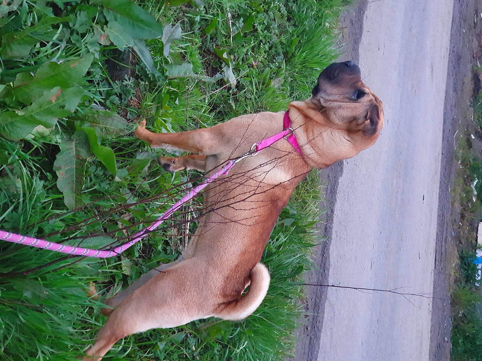 Shelby participe au concours pour gagner de l'argent avec cette photo : canidae, carnivore, collar, dog, dog_breed, fawn, foot, garden_hose, grass, grass_family, human_leg, leash, liver, plant, snout, sporting_group, sunglasses, tail, thigh, toe
