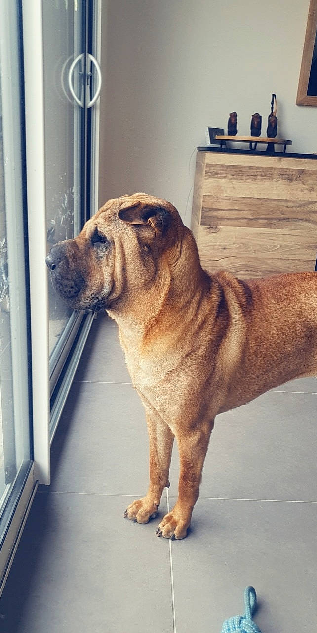 Shelby participe au concours pour gagner de l'argent avec cette photo : bulldog, carnivore, companion_dog, dog, dog_breed, dog_collar, fawn, floor, flooring, hardwood, molosser, ori_pei, pug, snout, tail, whiskers, window, wood, working_animal, wrinkle
