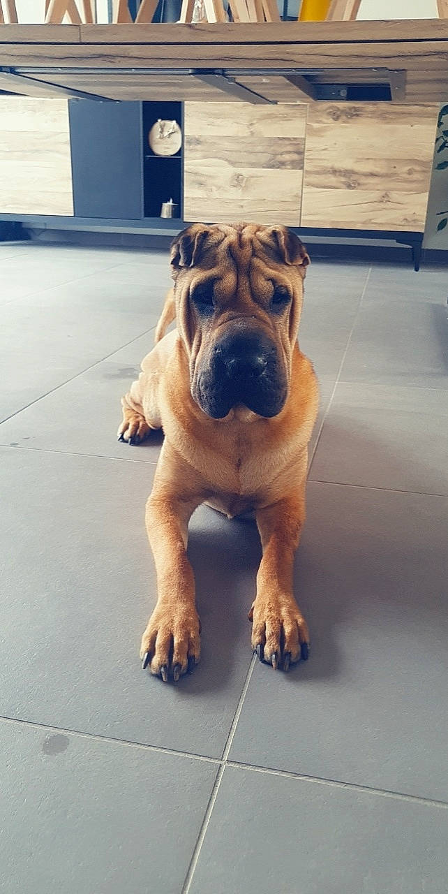 Shelby a rejoint le concours — aidez-le/la à gagner de superbes lots ! bulldog, canidae, carnivore, companion_dog, dog, dog_breed, dog_collar, fawn, flooring, guard_dog, metal, molosser, paw, road_surface, snout, sporting_group, wood, working_animal, working_dog, wrinkle