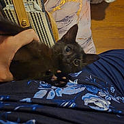 Ebony joined the competition — help win amazing prizes! animal, background, black_cat, blue_fabric, casual, cozy, curious_eyes, cushion, fingers, floral_pattern, gold_accents, hand, indoor, kitten, laundry_basket, pet, pillow, resting, small, soft_texture