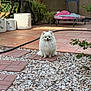 Max joined the competition — help win amazing prizes! backyard, dog, fur, garden, happy, hose, nature, outdoor, pet, pet_bed, plants, pomeranian, potted_plants, relaxing, small_dog, smiling, stones, sunlight, tiles, white_fur