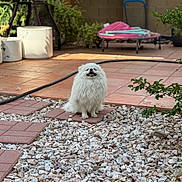 Max joined the competition — help win amazing prizes! animal, brick, dog, fence, fluffy, garden, greenery, happy, nature, outdoor, patio, pet, plants, pots, relaxed, small_dog, smiling, stone, sunlight, white_dog