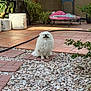 animal, brick, dog, fence, fluffy, garden, greenery, happy, nature, outdoor, patio, pet, plants, pots, relaxed, small_dog, smiling, stone, sunlight, white_dog