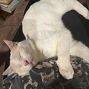 Leo is registered to the contest to win money with this photo: cat, sleeping, white_cat, lap, person, legs, couch, books, board_game, home_interior, relaxation, cozy, indoor, furniture, table, foot, black_pants, casual, pet, resting