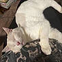cat, sleeping, white_cat, lap, person, legs, couch, books, board_game, home_interior, relaxation, cozy, indoor, furniture, table, foot, black_pants, casual, pet, resting