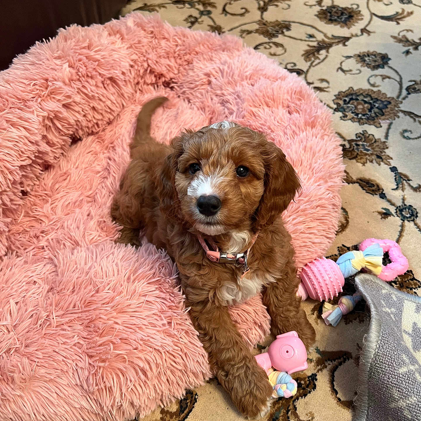Loti is registered to the contest to win money with this photo: animal, blanket, canine, cat, cockerspaniel, couch, dog, dogbed, furniture, homedecor, hound, kitten, person, pet, plush, poodle, puppy, sleeping, terrier, toy