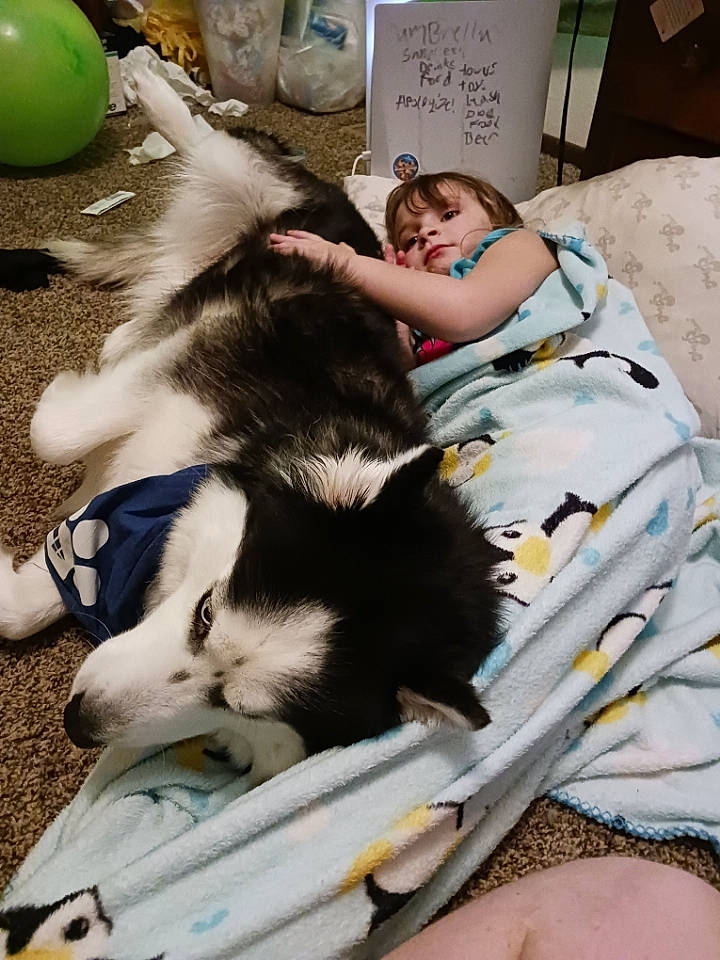 Ryver joined the competition — help win amazing prizes! ball, canidae, carnivore, comfort, companion_dog, dog, dog_breed, event, fun, fur, happy, human_leg, lap, leisure, person, recreation, sitting, sporting_group, tail, working_animal