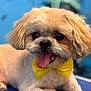 dog, bow_tie, tongue_out, fluffy, groomed, pet, happy, cute, small_dog, indoor, blue_background, animal, canine, close_up, portrait, adorable, playful, fur, paws, companion