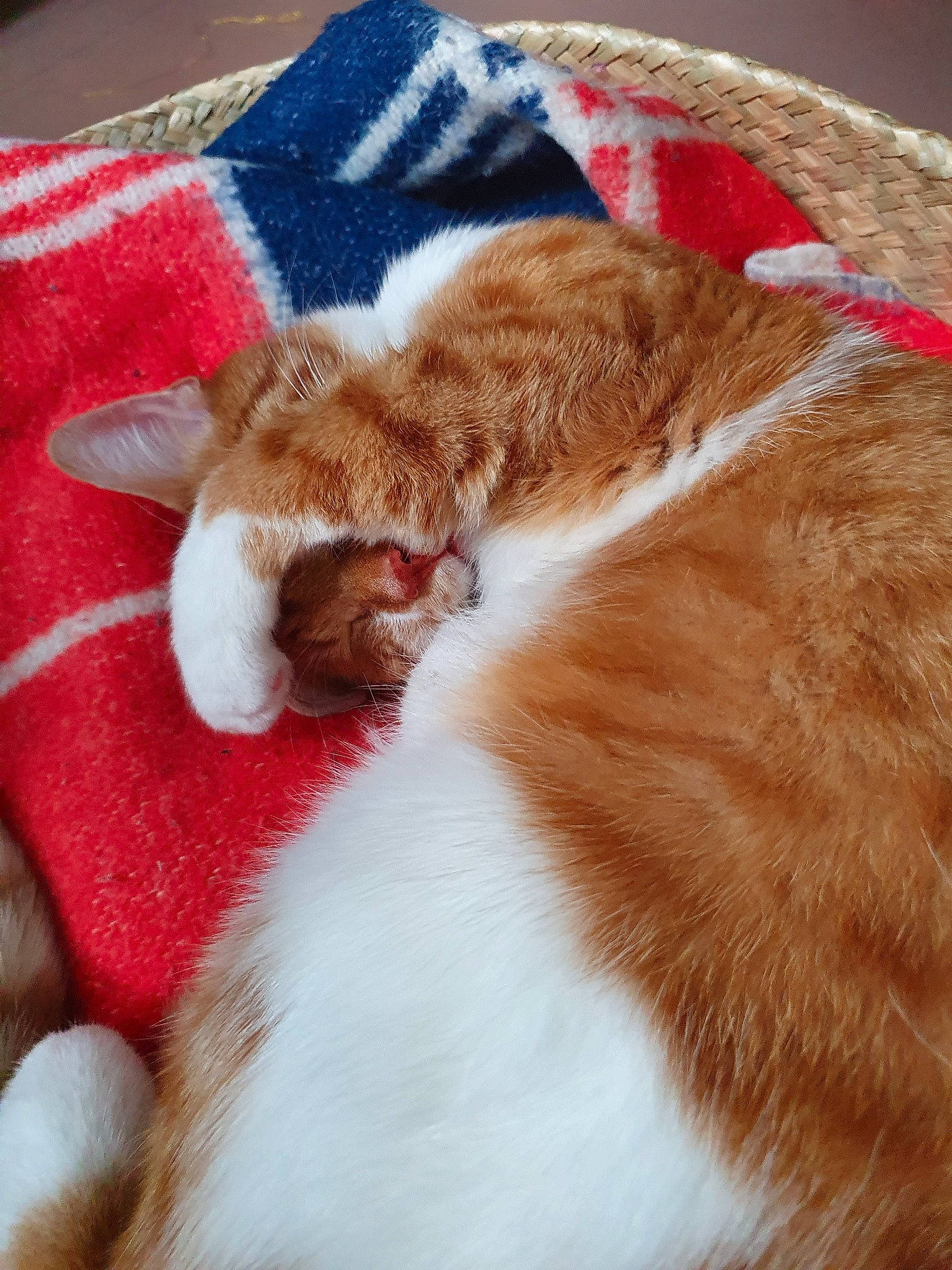 Isao participe au concours pour gagner de l'argent avec cette photo : carnivore, cat, ear, fawn, felidae, fur, paw, polydactyl_cat, small_to_medium_sized_cats, tail, whiskers