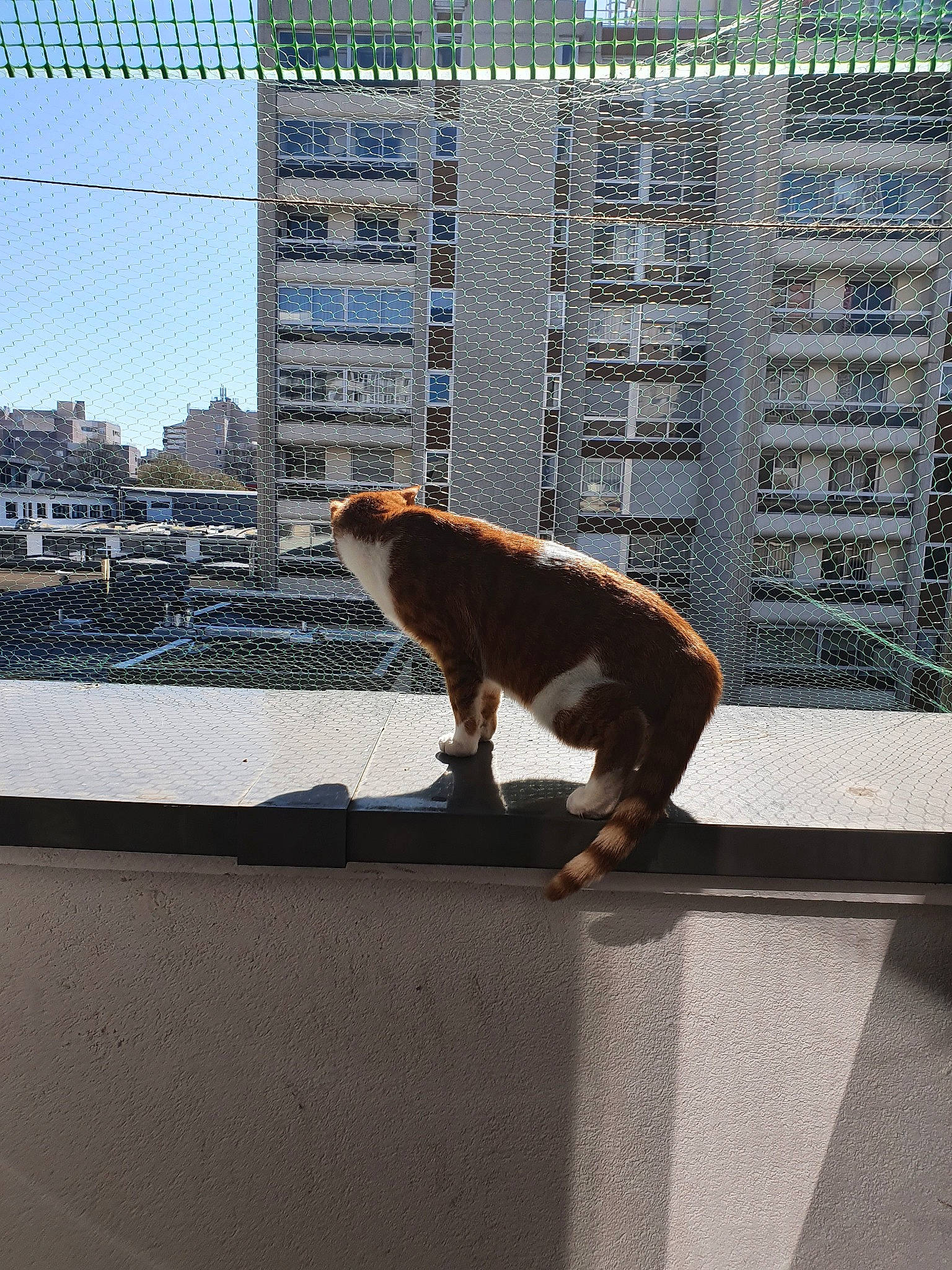 Isao participe au concours pour gagner de l'argent avec cette photo : adaptation, architecture, fur, organism, roof, tail