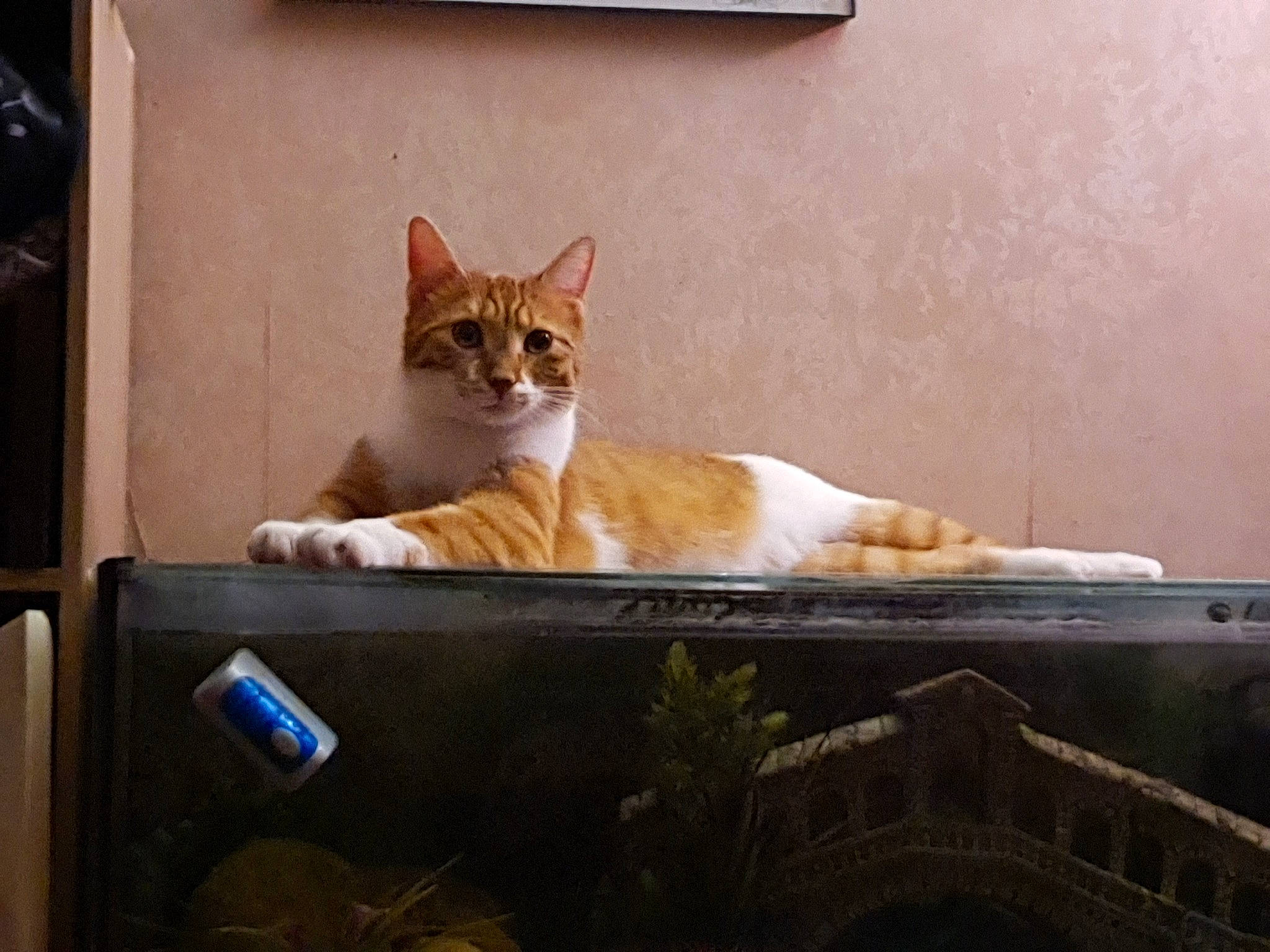 Isao a rejoint le concours — aidez-le/la à gagner de superbes lots ! aegean_cat, arabian_mau, asian, carnivore, cat, chausie, domestic_short_haired_cat, european_shorthair, fawn, felidae, kitten, ojos_azules, small_to_medium_sized_cats, whiskers