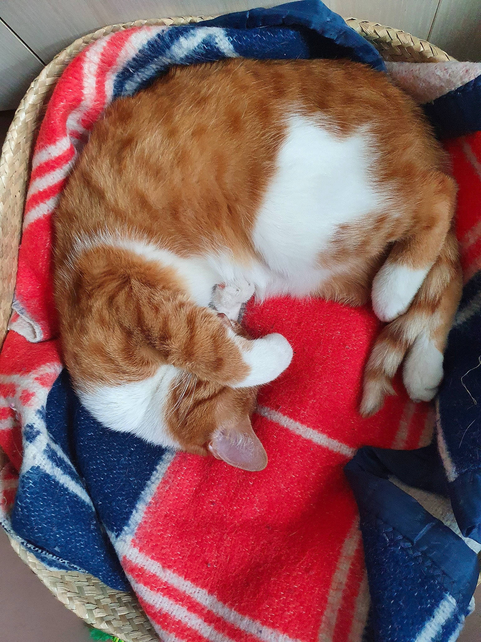 Isao a rejoint le concours — aidez-le/la à gagner de superbes lots ! carnivore, cat, domestic_short_haired_cat, european_shorthair, fawn, felidae, fur, german_rex, nap, paw, small_to_medium_sized_cats, tail, whiskers