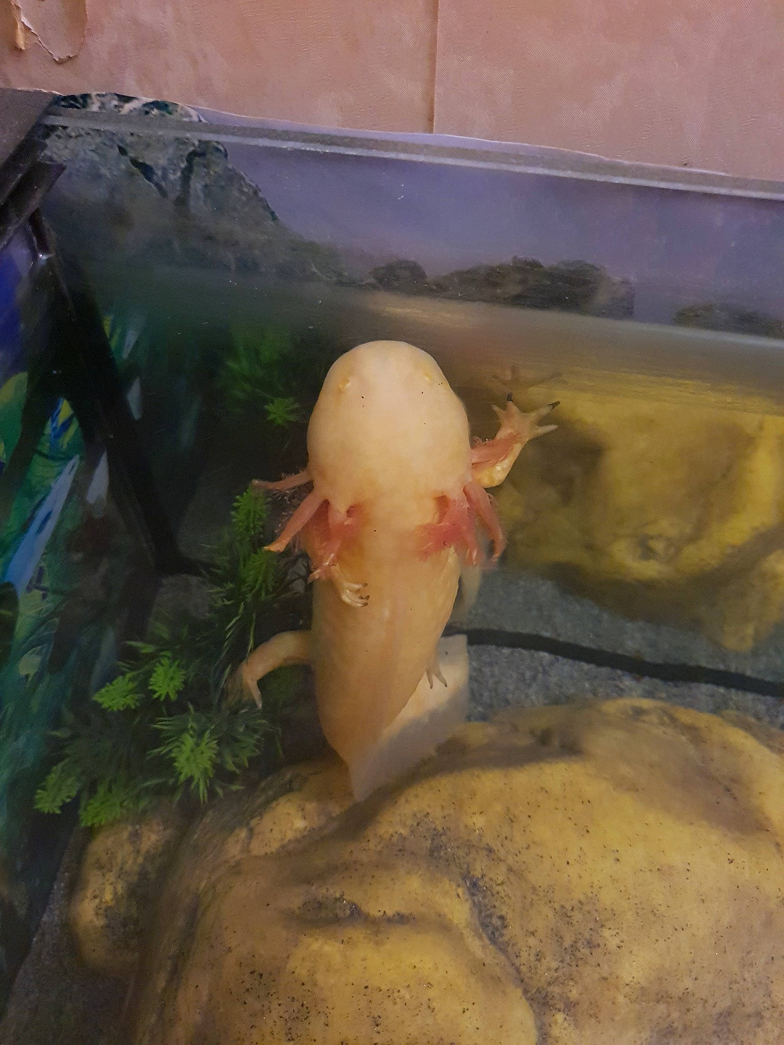 Golden a rejoint le concours — aidez-le/la à gagner de superbes lots ! amphibian, axolotl, mole_salamander