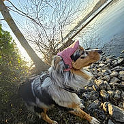 Sora a rejoint le concours — aidez-le/la à gagner de superbes lots ! dog, canine, outdoor, river, rocks, trees, sunset, nature, pet, animal, fur, cap, side_view, landscape, daylight, scenic, quiet, calm, water, wildlife