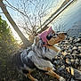 dog, canine, outdoor, river, rocks, trees, sunset, nature, pet, animal, fur, cap, side_view, landscape, daylight, scenic, quiet, calm, water, wildlife