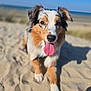 Sora participe au concours pour gagner de l'argent avec cette photo : dog, australian_shepherd, beach, sand, tongue_out, happy, canine, pet, outdoor, sunny, sky, nature, animal, fur, portrait, close_up, playful, summer, dunes, water