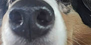 Sora a rejoint le concours — aidez-le/la à gagner de superbes lots ! dog, close_up, nose, face, eyes, fur, pet, animal, curious, blurry, canine, whiskers, snout, indoor, portrait, muzzle, cute, friendly, furry, expression