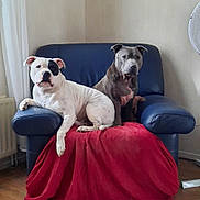 Payton Et Nexus participe au concours pour gagner de l'argent avec cette photo : armchair, blue_furniture, canine, comfort, companion, curious_expression, dog, domestic, fan, furniture, household, indoor, living_room, pets, red_cloth, relaxed, resting, simple_background, two_animals, wooden_floor