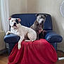 armchair, blue_furniture, canine, comfort, companion, curious_expression, dog, domestic, fan, furniture, household, indoor, living_room, pets, red_cloth, relaxed, resting, simple_background, two_animals, wooden_floor