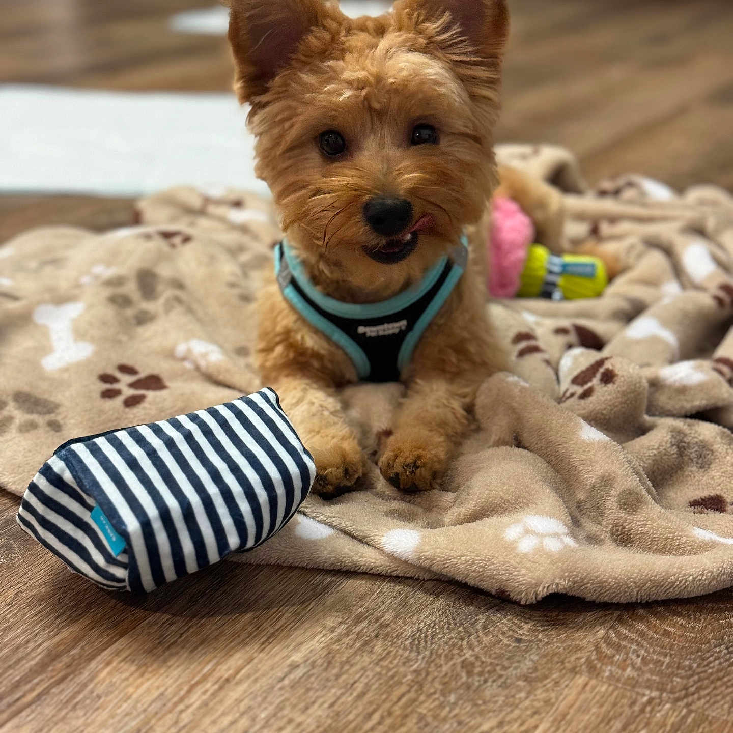 Roxi joined the competition — help win amazing prizes! animal, ball, blanket, canine, couch, cushion, dog, furniture, homedecor, indoors, interiordesign, pet, plush, puppy, sport, tennis, tennisball, terrier, toy, whitedog