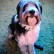 Banjo is registered to the contest to win money with this photo: dog, fluffy, sitting, carpet, indoor, pet, beard, fur, black, white, brown, animal, cute, portrait, looking, furry, companion, domestic, canine, indoor_lighting