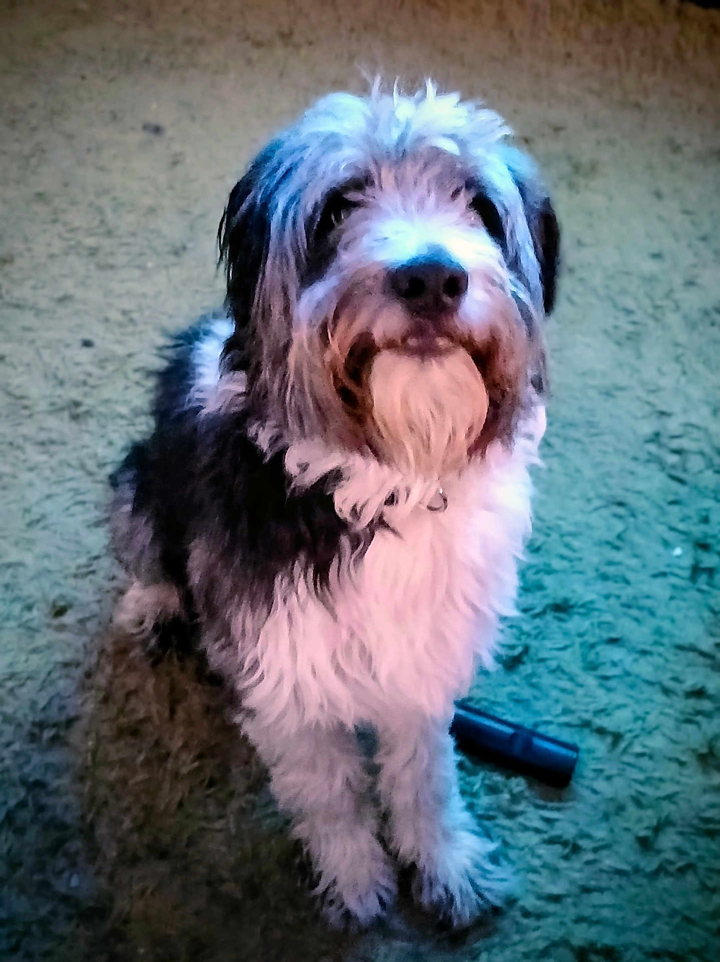 Banjo
