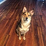 Shadow is registered to the contest to win money with this photo: dog, puppy, sitting, hardwood_floor, indoor, home, hallway, portrait, pet, animal, upright_ears, tan_fur, white_fur, black_fur, looking_at_camera, alert, cute, friendly, floor, domestic_animal