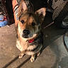 Shadow joined the competition — help win amazing prizes! dog, puppy, canine, sitting, portrait, fluffy, pointy_ears, brown_fur, black_fur, white_fur, red_collar, looking_at_camera, adorable, workshop, garage, machinery, tools, tractor, tire, concrete_floor