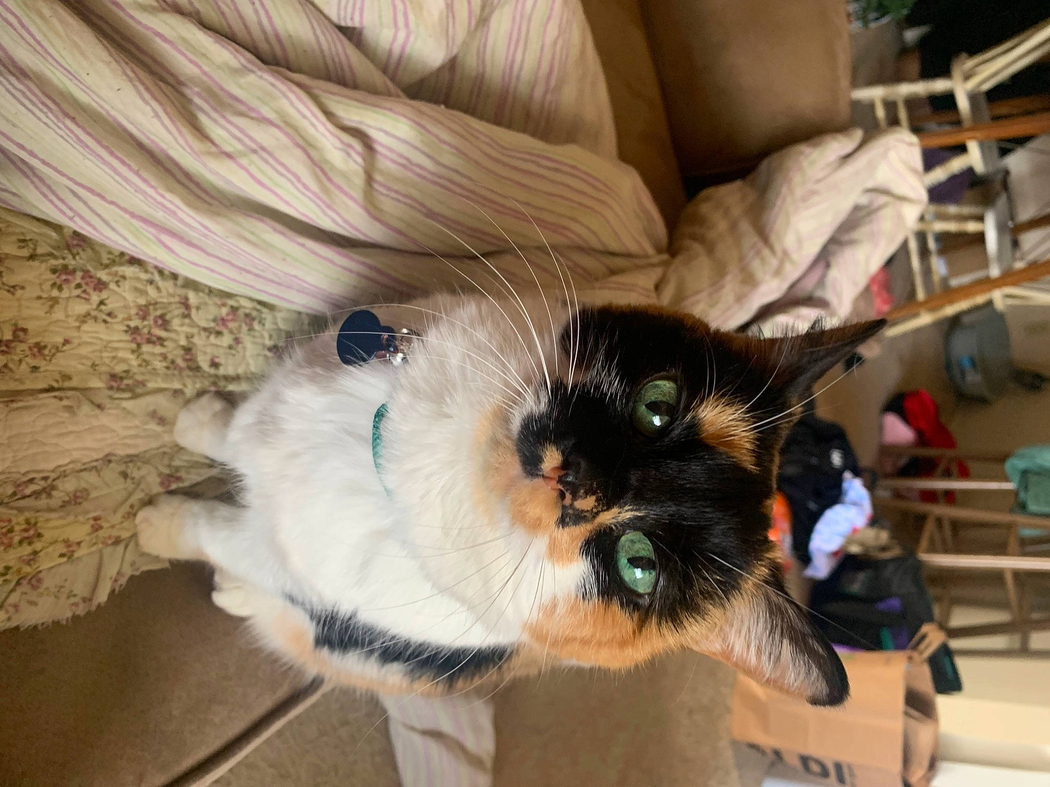 Bee joined the competition — help win amazing prizes! canidae, carnivore, cat, claw, comfort, companion_dog, dog_breed, domestic_short_haired_cat, eye, fawn, felidae, fur, lap, mammal, small_to_medium_sized_cats, snout, sporting_group, tail, vertebrate, whiskers