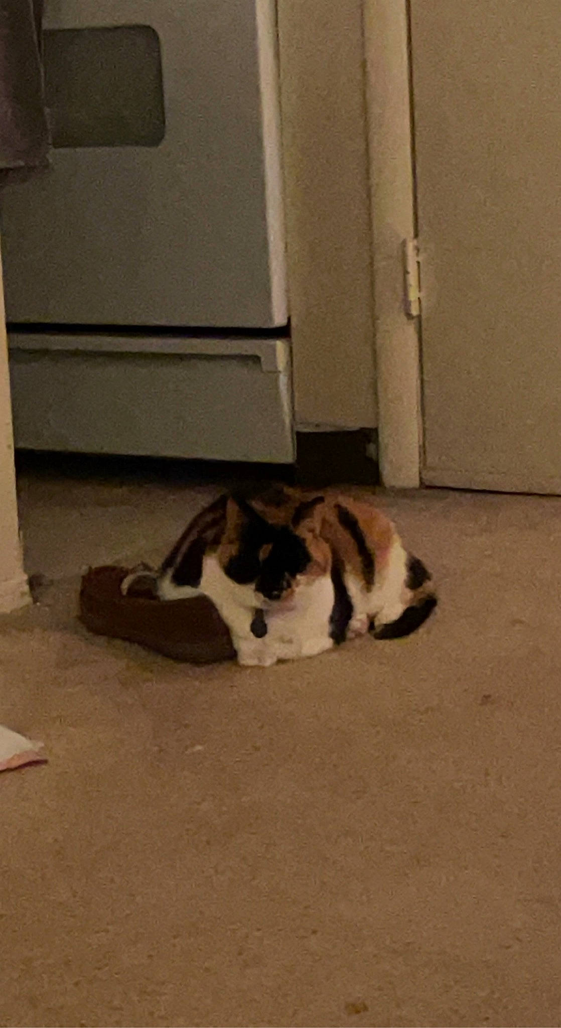 Bee joined the competition — help win amazing prizes! carnivore, cat, comfort, dog_breed, domestic_short_haired_cat, door, felidae, floor, flooring, fur, hardwood, mammal, paw, room, shadow, small_to_medium_sized_cats, snout, tail, whiskers, wood