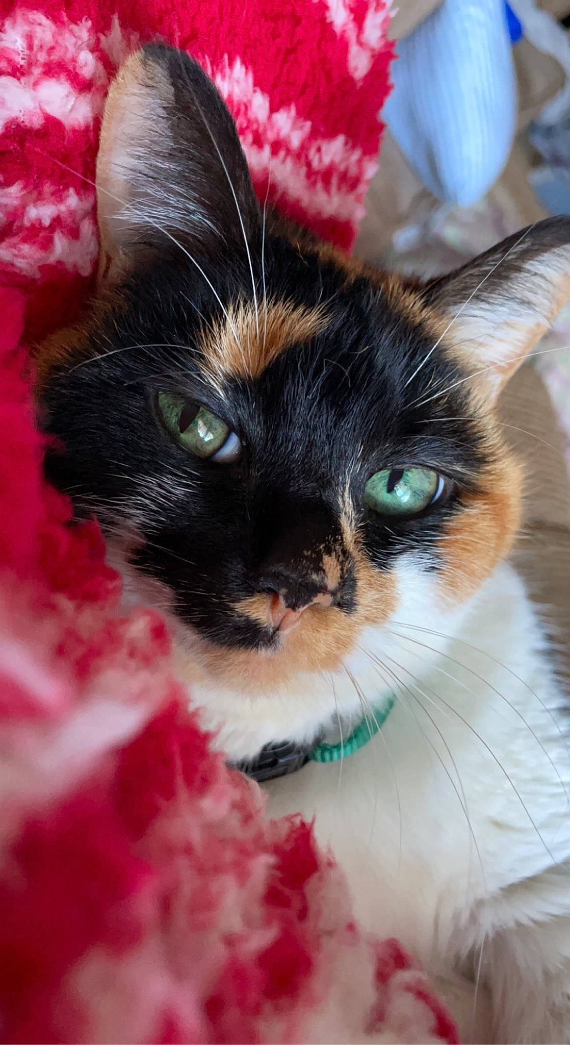 Bee joined the competition — help win amazing prizes! art, carnivore, cat, close_up, domestic_short_haired_cat, fawn, felidae, fur, grass, iris, magenta, photography, plant, small_to_medium_sized_cats, snout, tail, tree, whiskers, wildlife, window