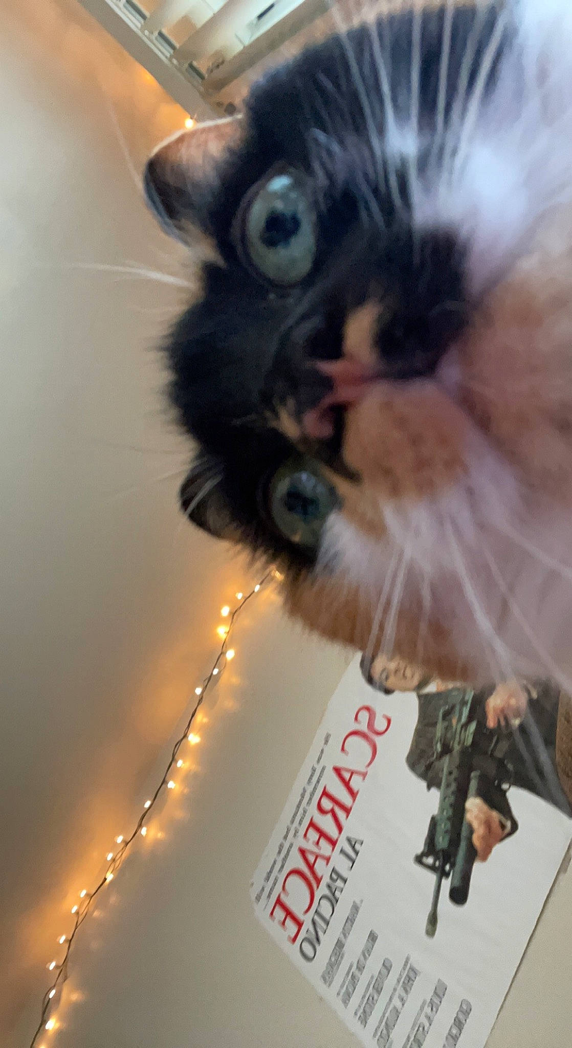 Bee joined the competition — help win amazing prizes! carnivore, cat, claw, domestic_short_haired_cat, ear, fawn, felidae, fur, norwegian_forest_cat, nose, paw, photography, small_to_medium_sized_cats, snout, tail, whiskers, window