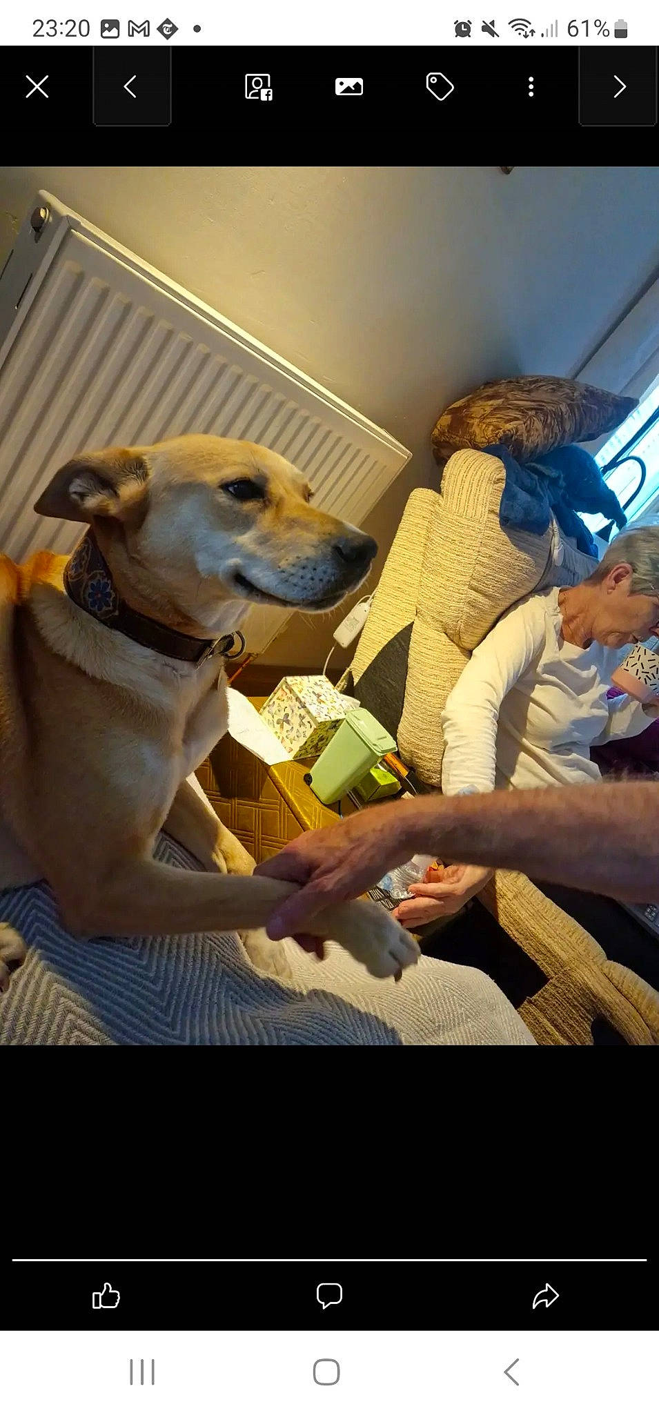 Indie is registered to the contest to win money with this photo: canidae, carnivore, collar, comfort, companion_dog, dog, dog_breed, dog_collar, fawn, fun, fur, knee, non_sporting_group, room, sighthound, sitting, snout, sporting_group, toy_dog, working_animal