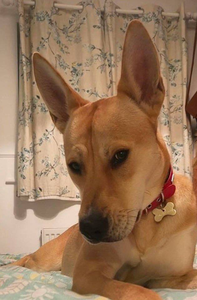 Indie joined the competition — help win amazing prizes! ancient_dog_breeds, canidae, carnivore, comfort, companion_dog, curtain, dog, dog_breed, dog_sports, dog_supply, ear, fawn, fur, hound, non_sporting_group, snout, sporting_group, terrestrial_animal, whiskers, working_animal