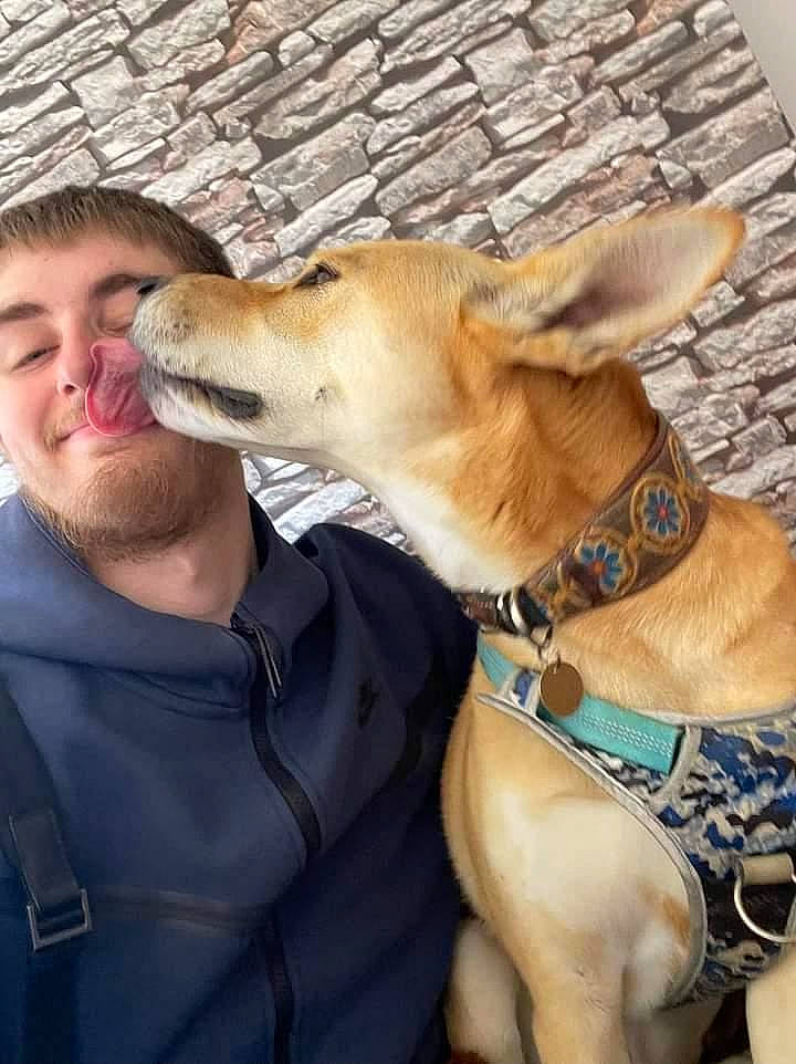 Indie joined the competition — help win amazing prizes! canidae, carnivore, collar, companion_dog, dog, dog_breed, dog_collar, dog_supply, fawn, fur, happy, kiss, leash, mammal, smile, snout, spitz, sporting_group, whiskers, working_animal