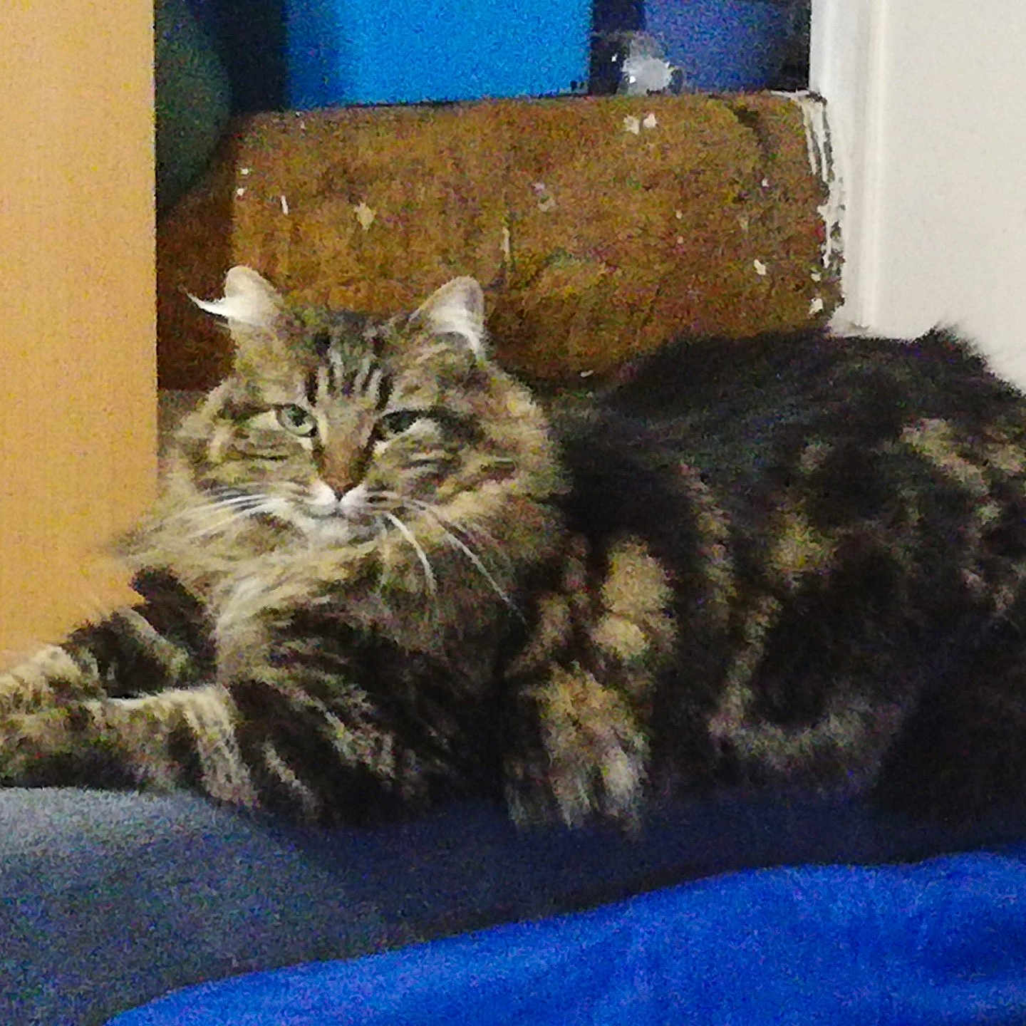 Chouchou