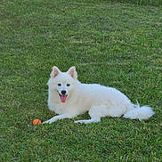 Cooper joined the competition — help win amazing prizes! adorable, animal, ball, canine, cute, dog, fluffy, grass, greenery, happy, laying_down, nature, outdoor, park, pet, playful, summer, sunlight, tongue_out, white_dog