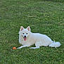 adorable, animal, ball, canine, cute, dog, fluffy, grass, greenery, happy, laying_down, nature, outdoor, park, pet, playful, summer, sunlight, tongue_out, white_dog