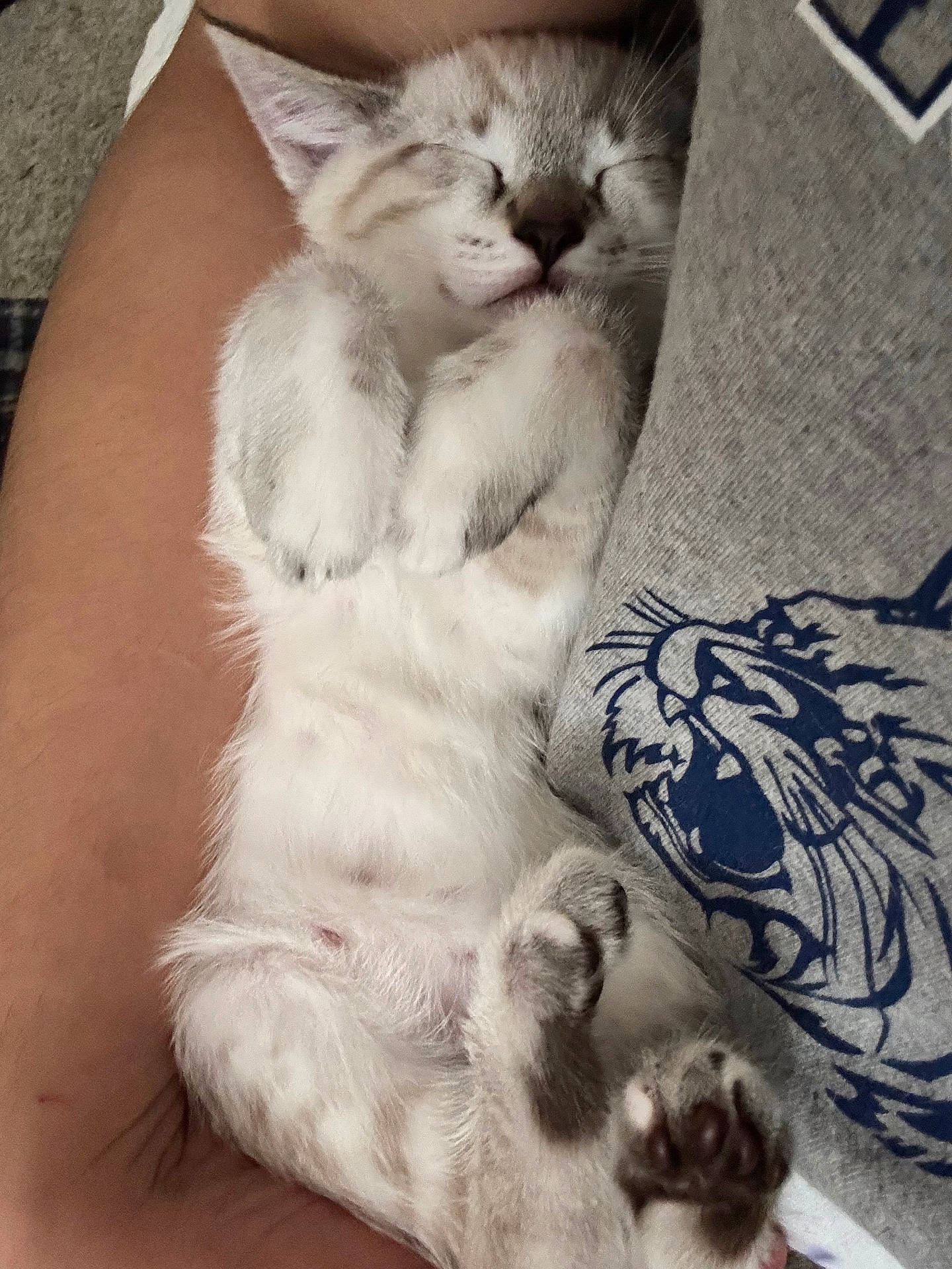 Snow is registered to the contest to win money with this photo: animal, cat, closeup, cozy, cute, fur, gray_clothing, human_arm, indoor, kitten, paw, pet, relaxation, resting, shirt, sleeping, soft, tiger_print, tiny, whiskers