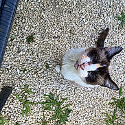 Piéroune a rejoint le concours — aidez-le/la à gagner de superbes lots ! asphalt, canidae, carnivore, cat, dog_breed, domestic_short_haired_cat, eye, fawn, felidae, flooring, fur, grass, paw, plant, road_surface, small_to_medium_sized_cats, snout, sporting_group, tail, whiskers