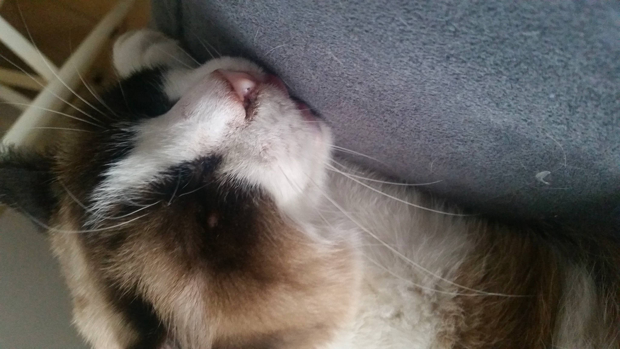 Piéroune a rejoint le concours — aidez-le/la à gagner de superbes lots ! carnivore, cat, felidae, fur, paw, siamese, sky, small_to_medium_sized_cats, thai, whiskers